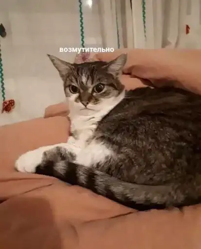 Коты говорят preview