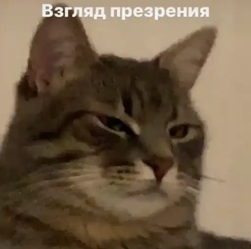 Коты говорят preview