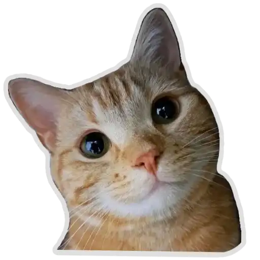 Sticker 🐱