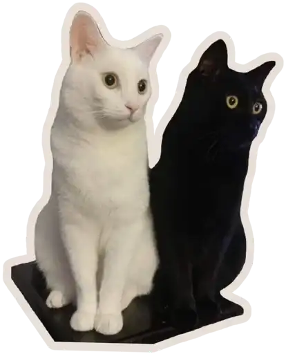 Sticker 🐈