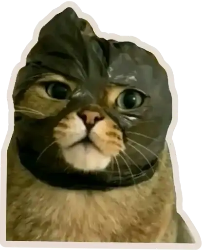 Sticker 🐈