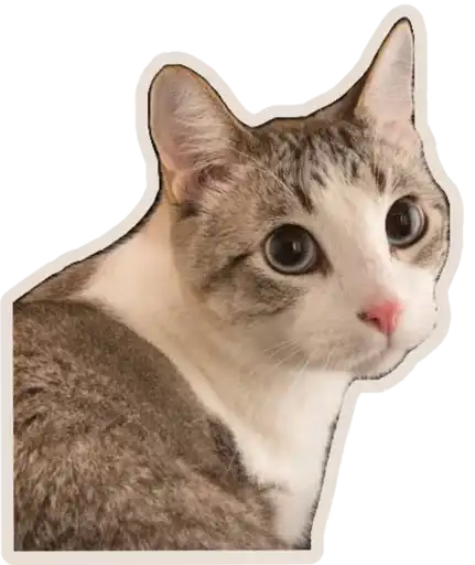 Kucing 🐈🐈🐈 preview