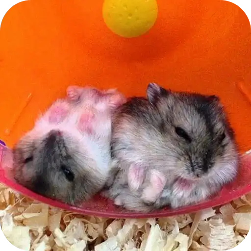 Hamster preview