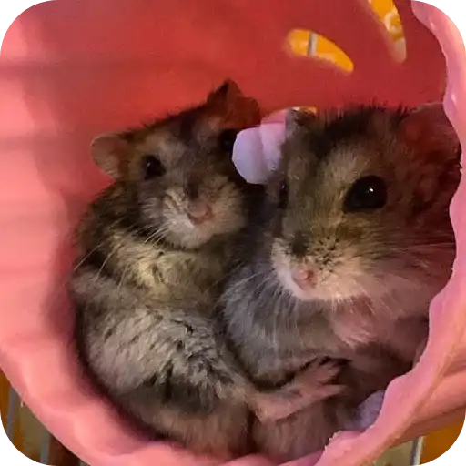 Hamster preview