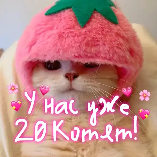 Мои котята preview