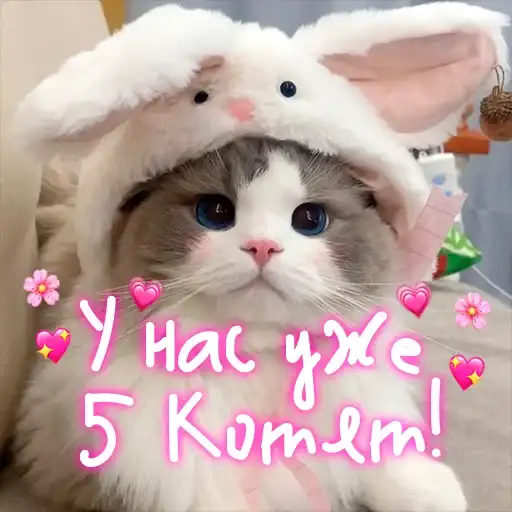 Мои котята preview