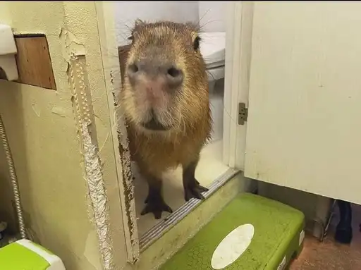 Favorite stickers preview