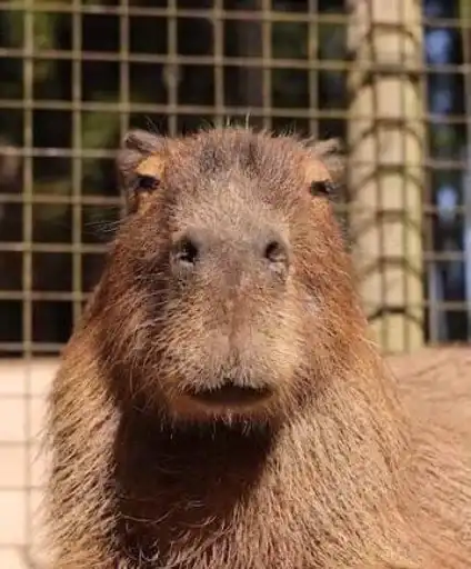 Favorite stickers preview