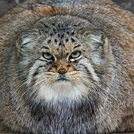 Manul preview
