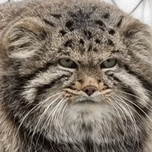 Manul preview