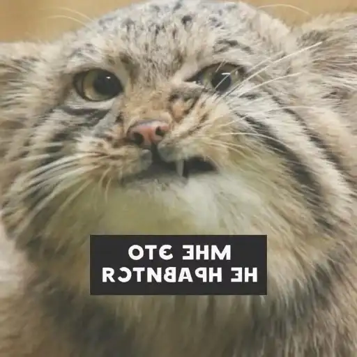 Manul preview