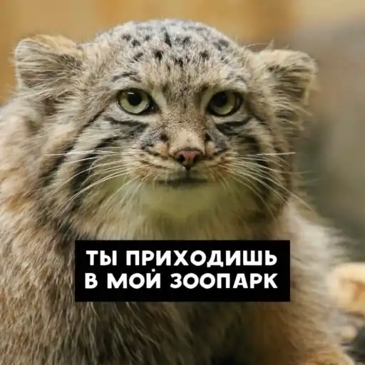 Manul preview