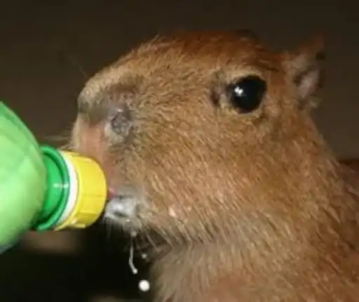 Capybara preview