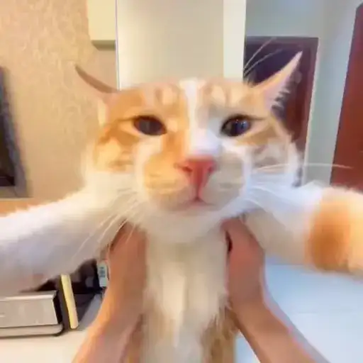 Котики preview