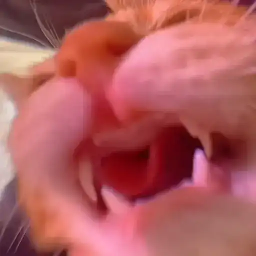 Котики preview