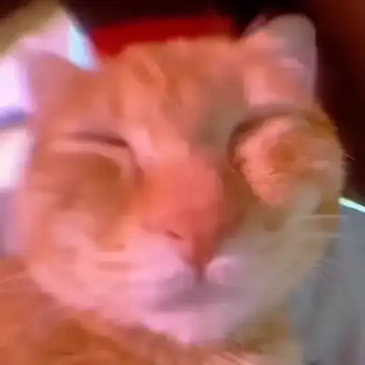 Котики preview