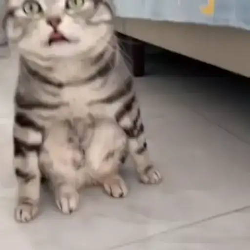 Sticker 🐈‍⬛️