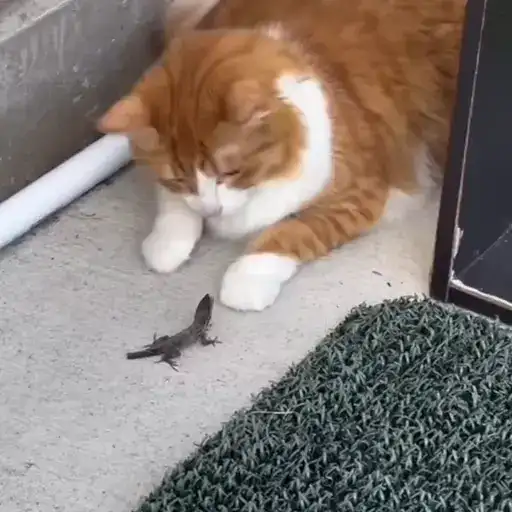 Sticker 🐈‍⬛️