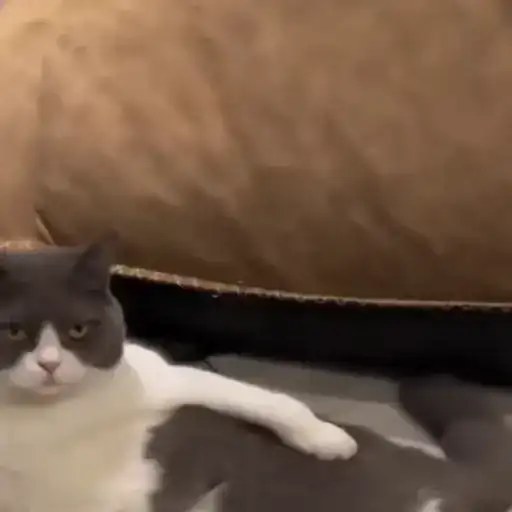 Sticker 🐈‍⬛️