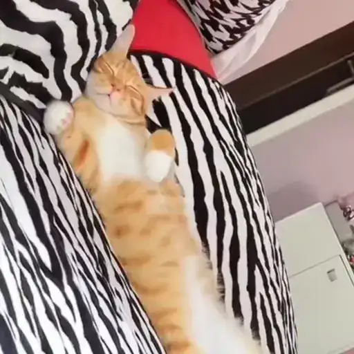 Sticker 🐈‍⬛️