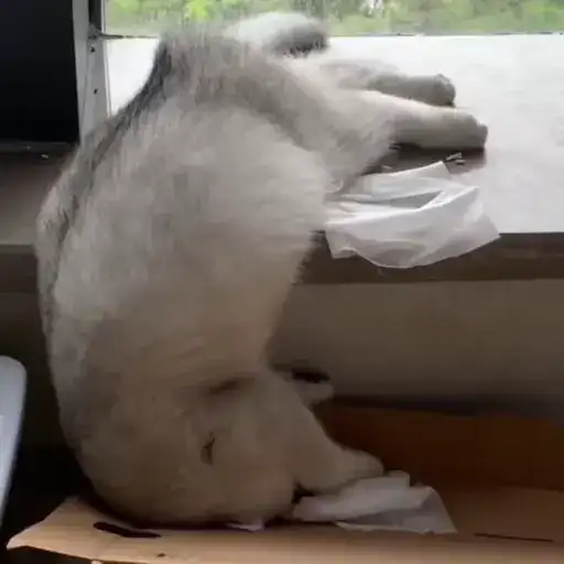 Sticker 🐈‍⬛️