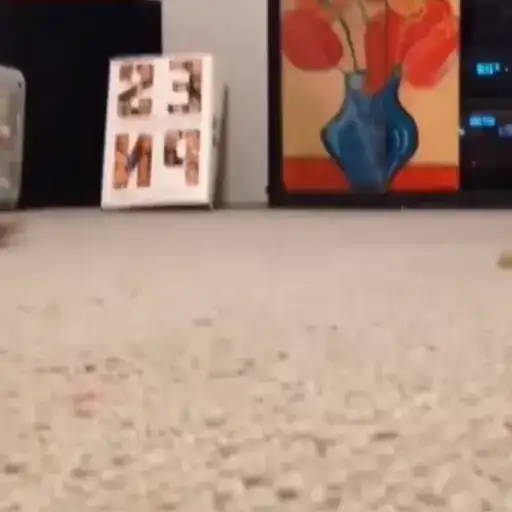 Котаны preview