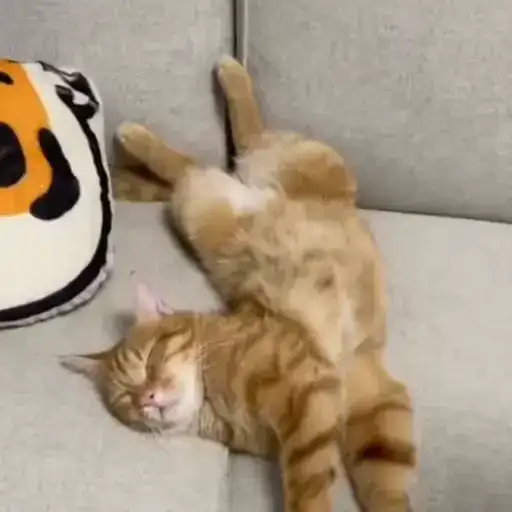 Sticker 🐈‍⬛️