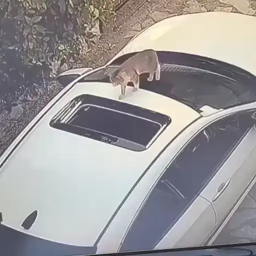 Котаны preview