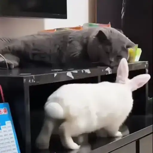 Котаны preview