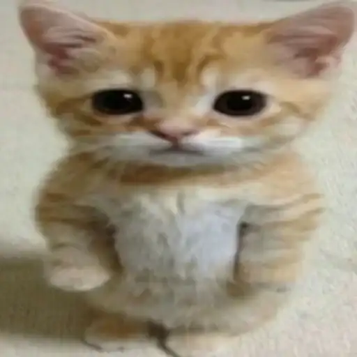 NFT коллекция чумпапиков preview