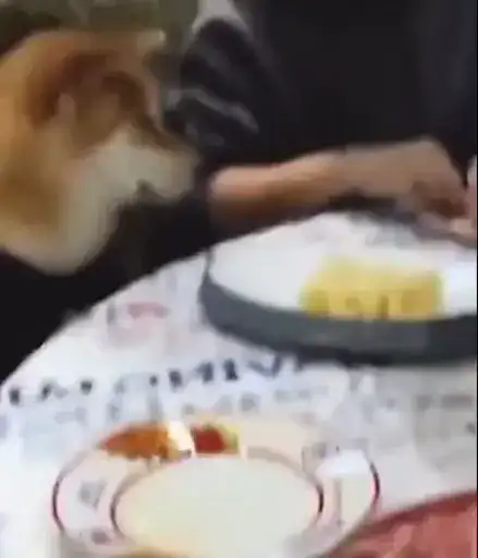 Vol. 1 (Video preview