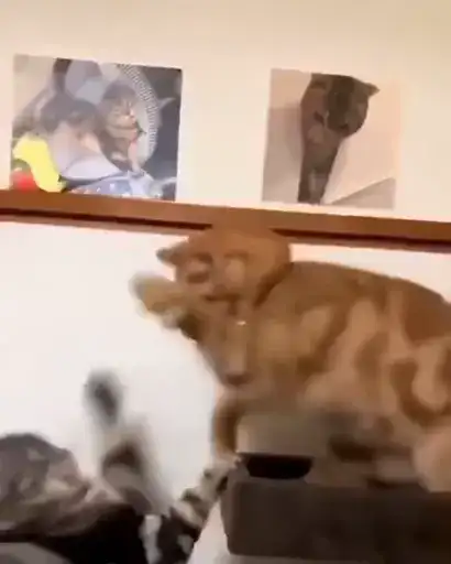 Мемные коты preview