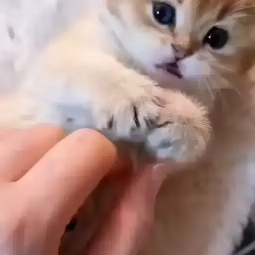 Мемные коты preview