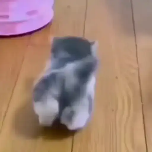 Мемные коты preview