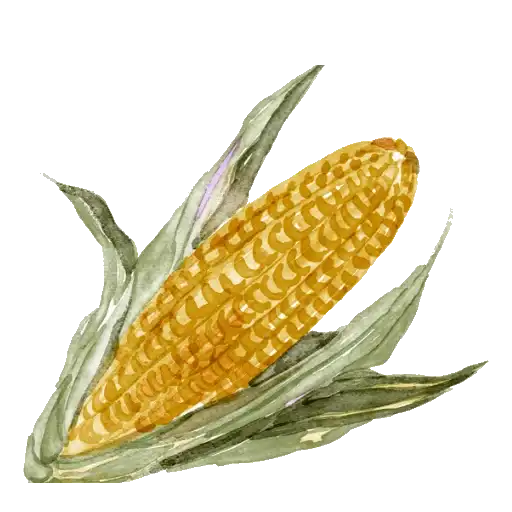 Sticker 🌽