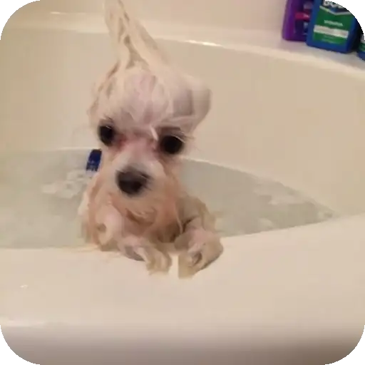 Песики preview