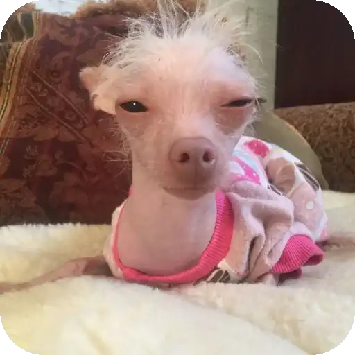 Песики preview