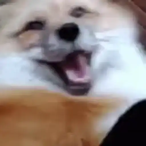 UwU - Мемы preview