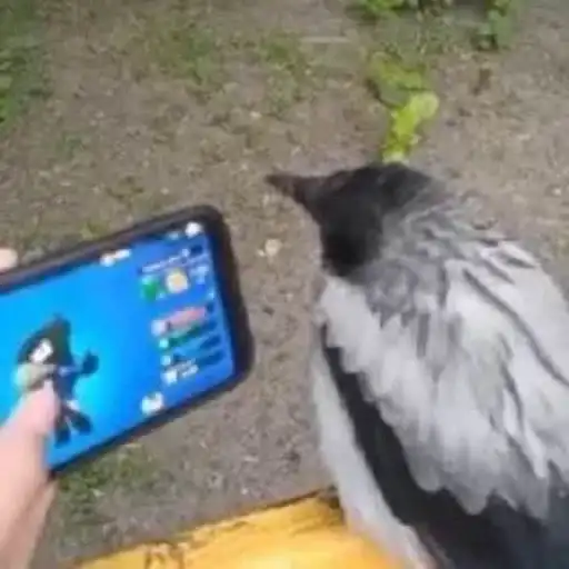 Бравіл preview