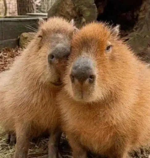 Капибары preview