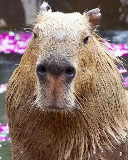 Капибары preview