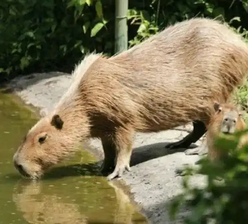 Капибары preview