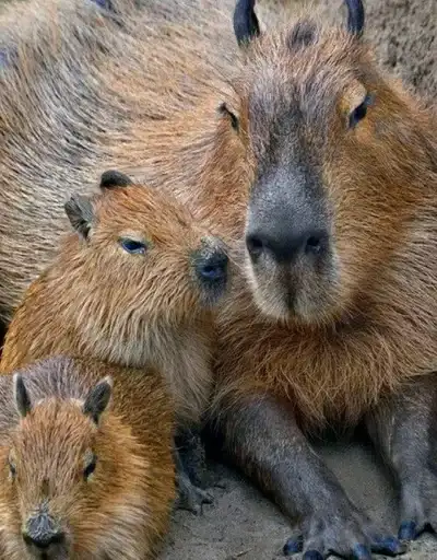 Капибары preview