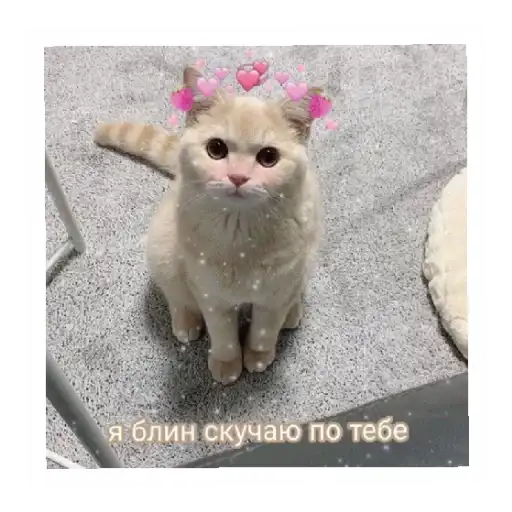 Sticker 🥺
