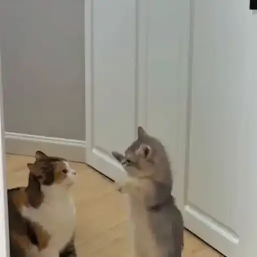 Котаны preview