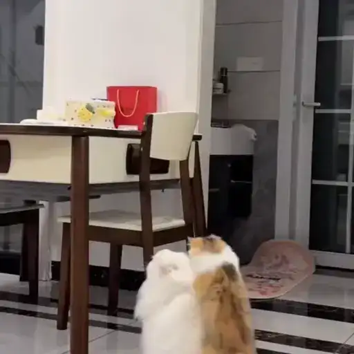 Котаны preview