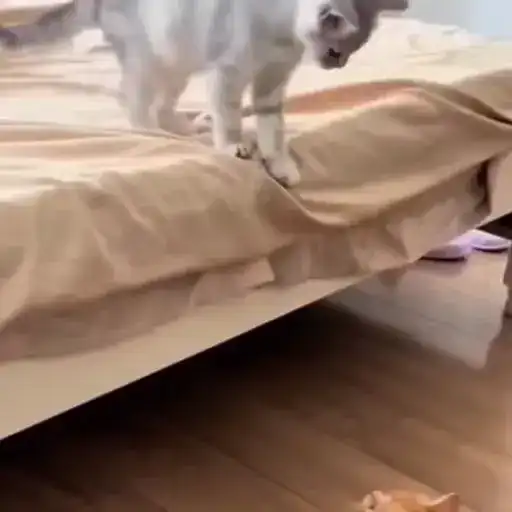 Котаны preview