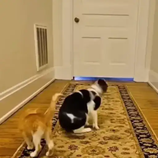 Котаны preview