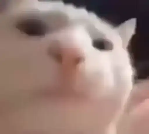 Больше котиков preview