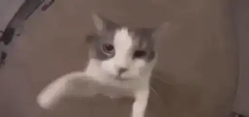 Больше котиков preview